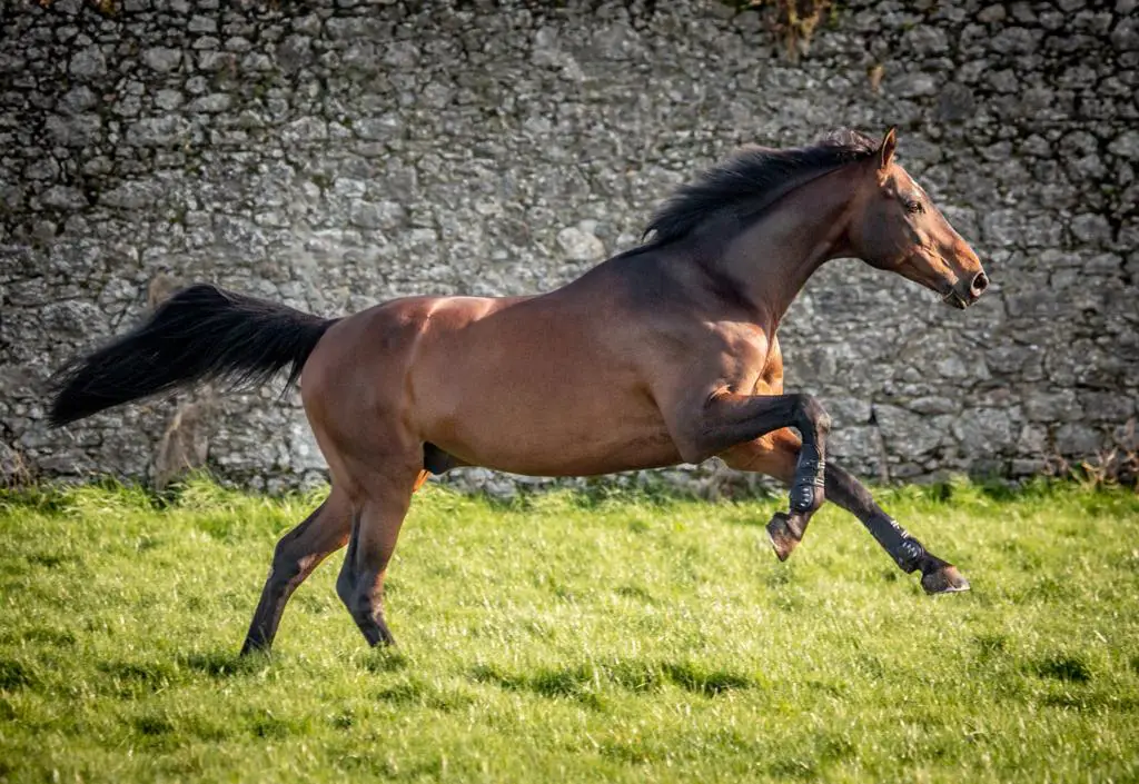 Breeding-stallion-Qui-Vive-des-Songes-Z-cantering-in-the-Orchard