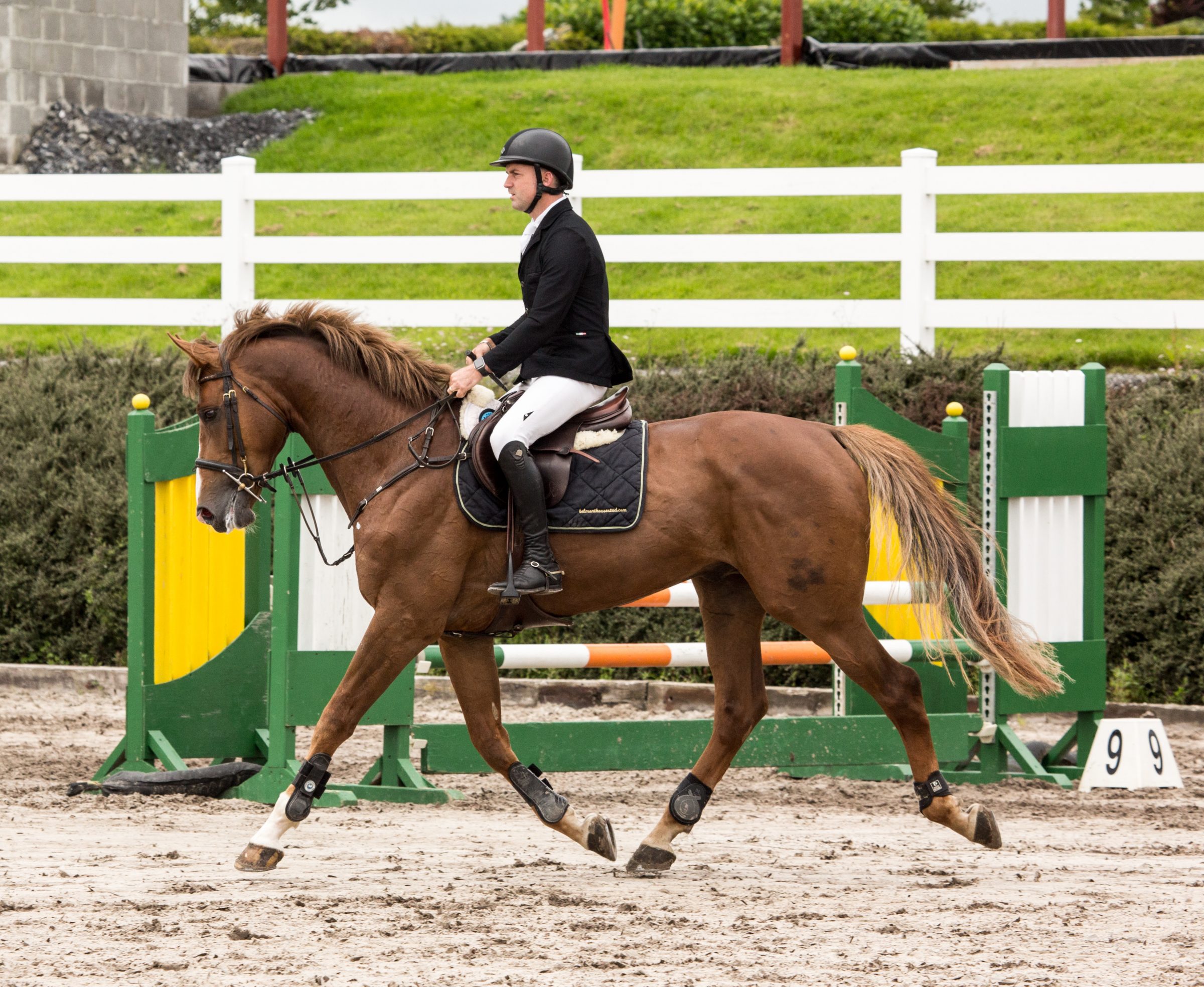 Mr Quincy B (2) - Belmont House Stud