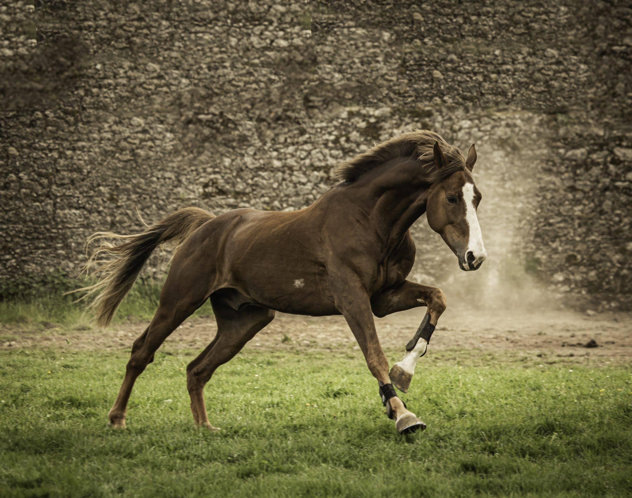 Breeding-Stallion-Quincy-Irish-Sporthorse-Showjumper-Wandonga-Wandango
