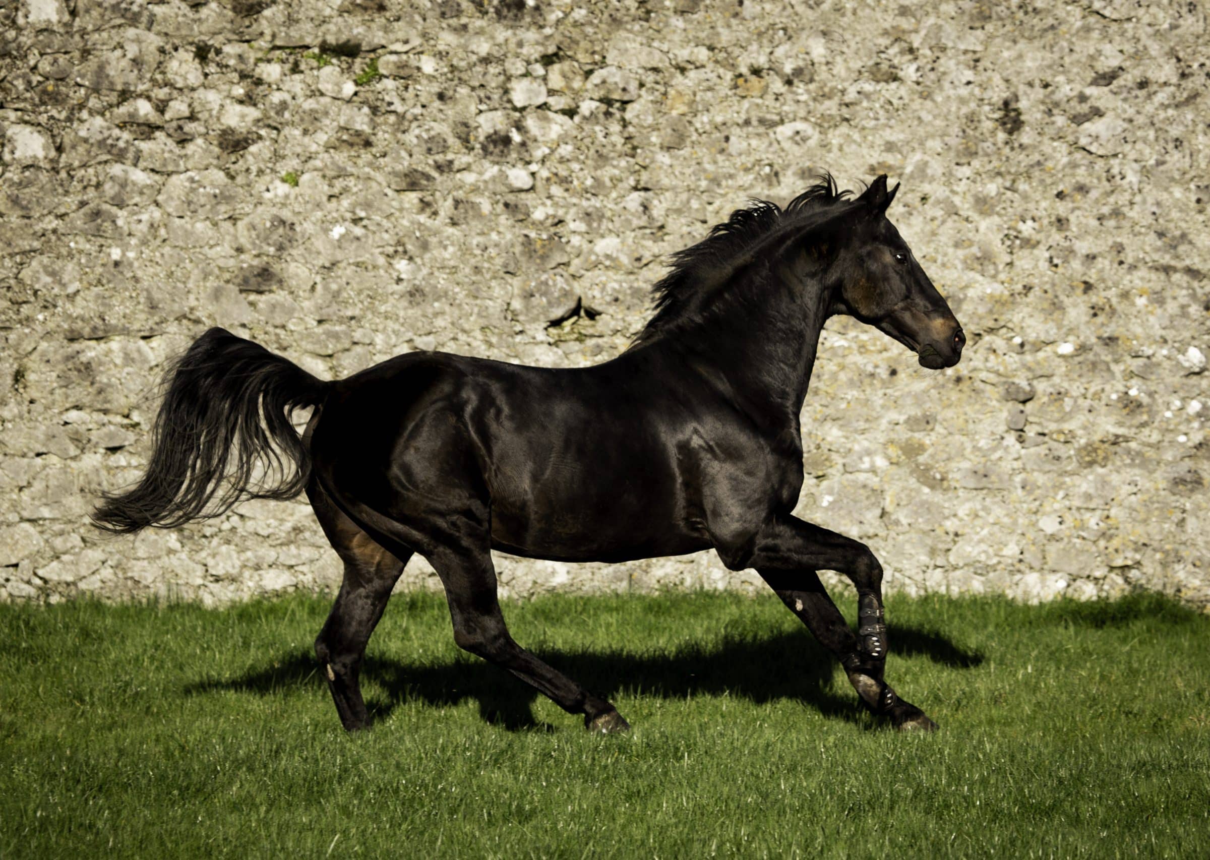 Breeding-Stallion-Studfarm-Ireland