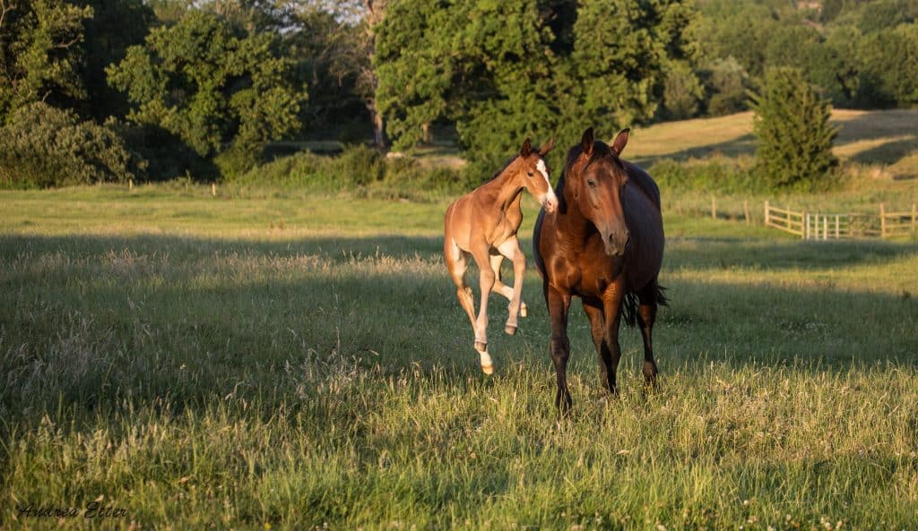 Mare-and-foal-playing-in-the-field