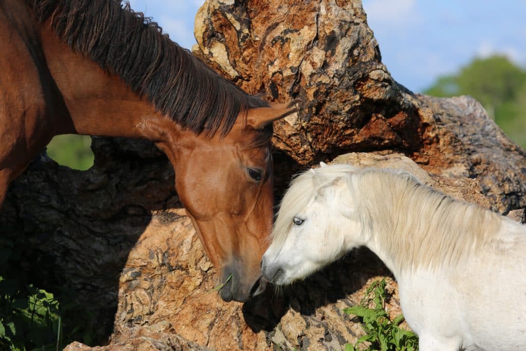 Sporthorse-Mare-Pony-Stallion-in-field-Irish-Countryside