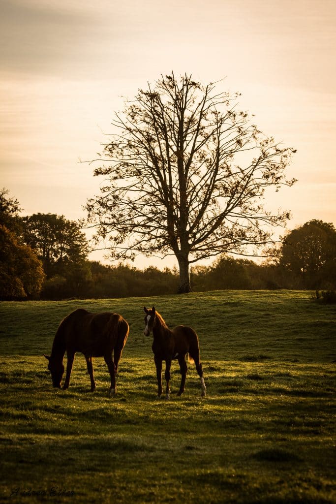 Broodmare-and-foal-out-in-the-field-Studfarm