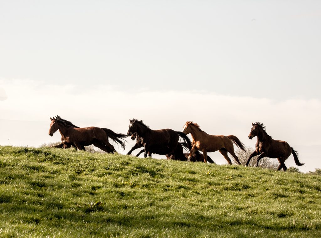 Horses-in-freedom-enjoying-the-field